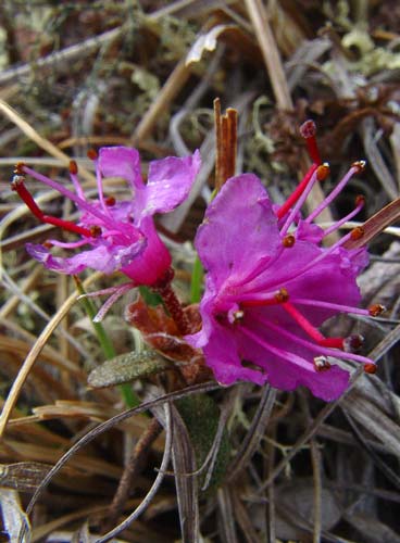 Rhododendron lapponicum
