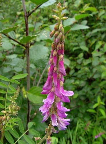 Hedysarum alpinum