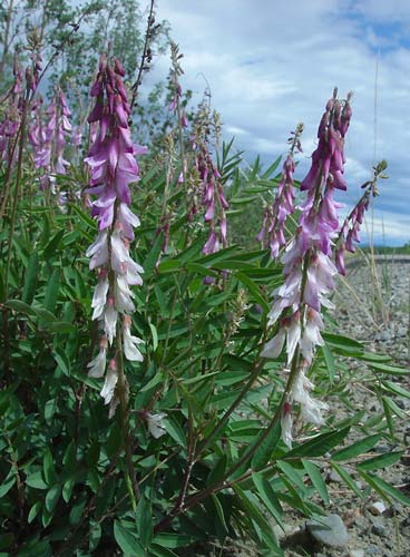 Hedysarum alpinum